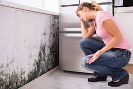 Inverness, CA Mold Removal & Remediation Company